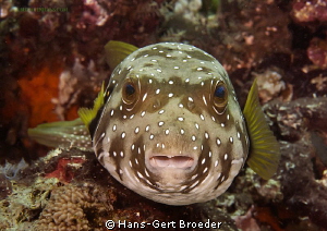 Puffer
From face to face
Bunaken,Sulawesi,Indonesia, Bu... by Hans-Gert Broeder 
